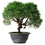 Juniperus chinensis Kishu, 23 cm, ± 15 years old