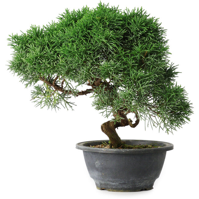 Juniperus chinensis Kishu, 23 cm, ± 15 years old