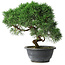 Juniperus chinensis Kishu, 23 cm, ± 15 ans