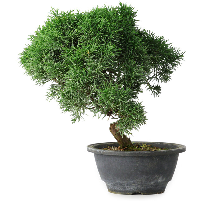 Juniperus chinensis Kishu, 23 cm, ± 15 años