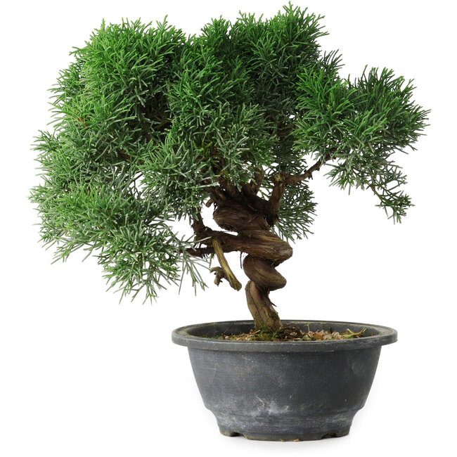Juniperus chinensis Kishu, 23 cm, ± 15 ans