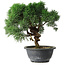 Juniperus chinensis Kishu, 23 cm, ± 15 ans
