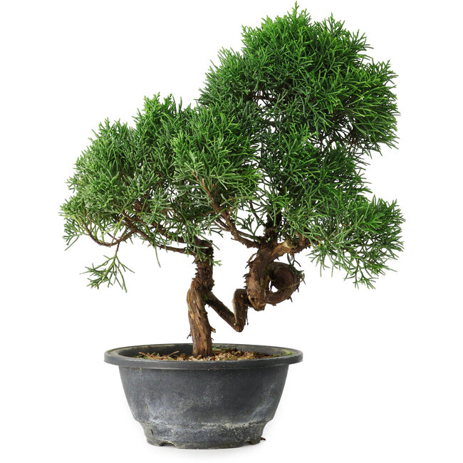 Juniperus chinensis Kishu, 27 cm, ± 15 ans