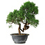 Juniperus chinensis Kishu, 27 cm, ± 15 years old