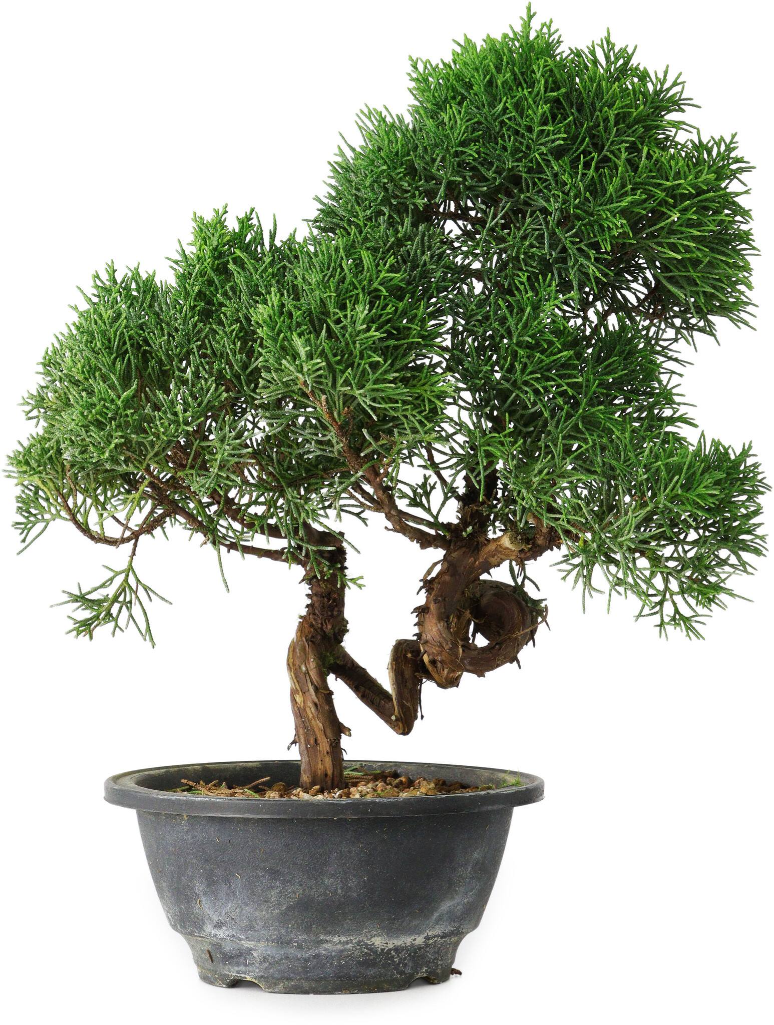 Bonsai Geschenkset - 8 jaar oud - 26 x 15 x 34 cm