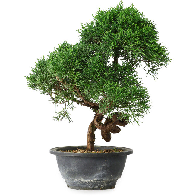 Juniperus chinensis Kishu, 27 cm, ± 15 anni