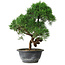 Juniperus chinensis Kishu, 27 cm, ± 15 ans