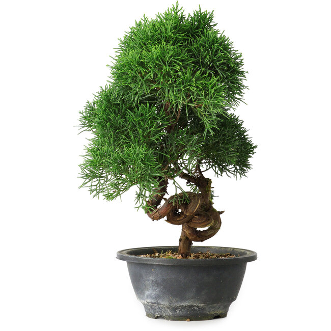 Juniperus chinensis Kishu, 27 cm, ± 15 años