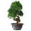 Juniperus chinensis Kishu, 27 cm, ± 15 ans