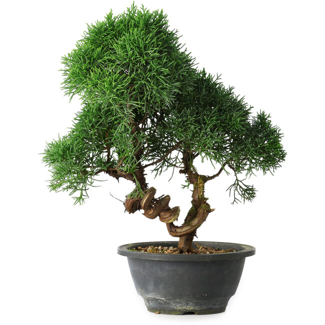 Juniperus chinensis Kishu, 27 cm, ± 15 ans