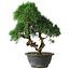 Juniperus chinensis Kishu, 27 cm, ± 15 ans