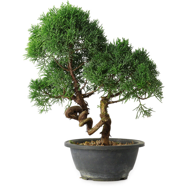 Juniperus chinensis Kishu, 27 cm, ± 15 ans