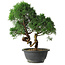Juniperus chinensis Kishu, 27 cm, ± 15 years old
