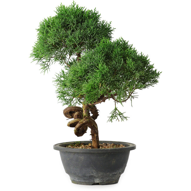 Juniperus chinensis Kishu, 27 cm, ± 15 ans