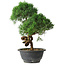 Juniperus chinensis Kishu, 27 cm, ± 15 ans