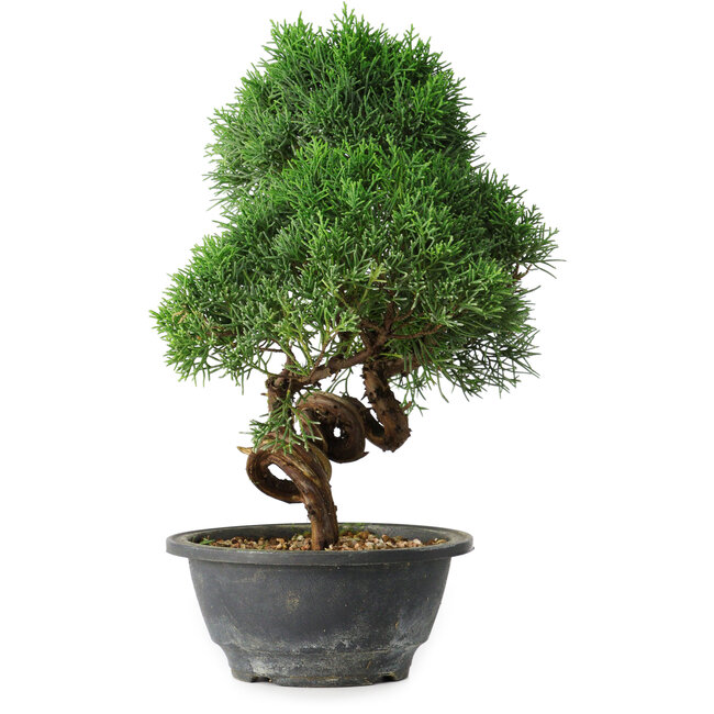 Juniperus chinensis Kishu, 27 cm, ± 15 años
