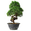 Juniperus chinensis Kishu, 27 cm, ± 15 ans