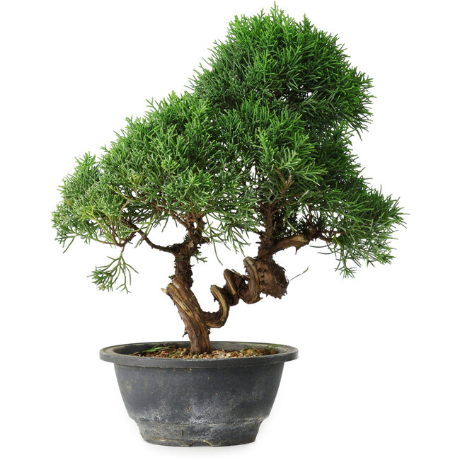 Juniperus chinensis Kishu, 27 cm, ± 15 anni