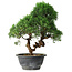 Juniperus chinensis Kishu, 27 cm, ± 15 years old