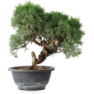 Juniperus chinensis Kishu, 23 cm, ± 15 Jahre alt