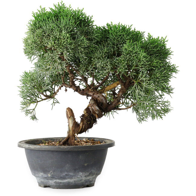 Juniperus chinensis Kishu, 23 cm, ± 15 ans