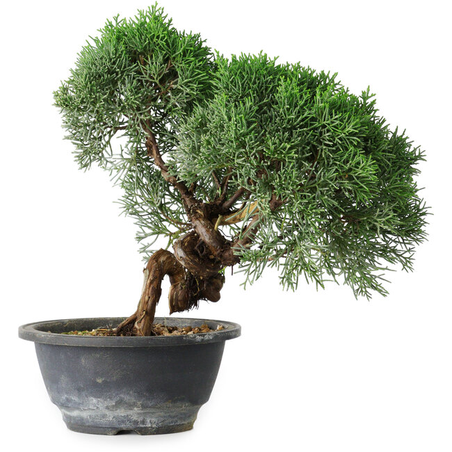 Juniperus chinensis Kishu, 23 cm, ± 15 anni