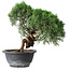 Juniperus chinensis Kishu, 23 cm, ± 15 ans