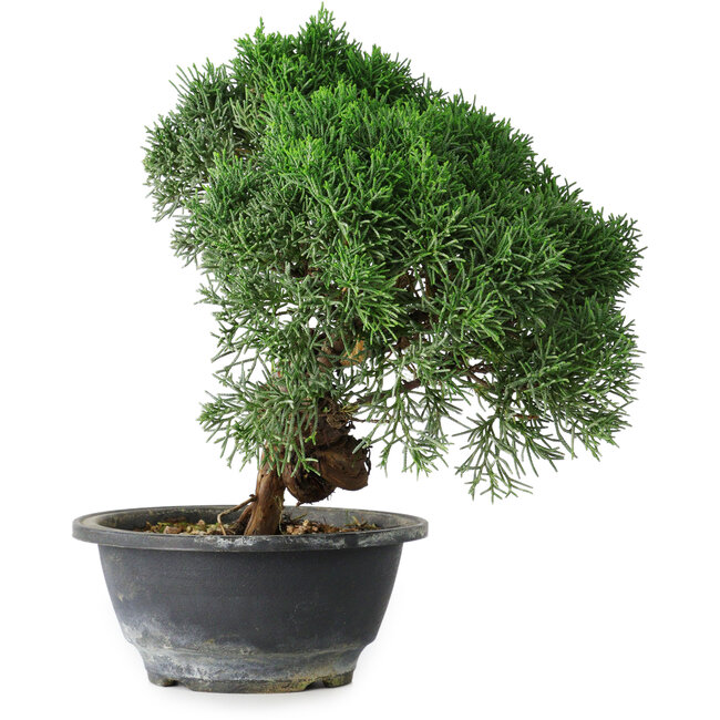 Juniperus chinensis Kishu, 23 cm, ± 15 años