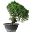 Juniperus chinensis Kishu, 23 cm, ± 15 ans