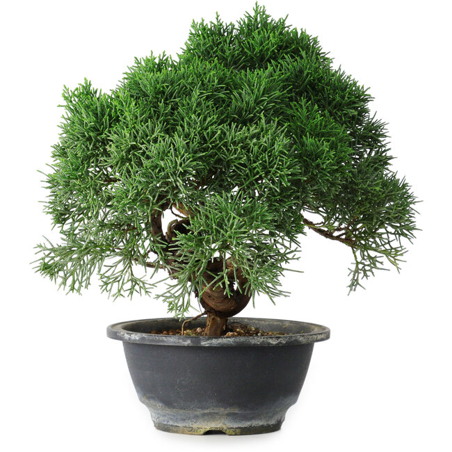 Juniperus chinensis Kishu, 23 cm, ± 15 jaar oud