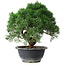Juniperus chinensis Kishu, 23 cm, ± 15 ans
