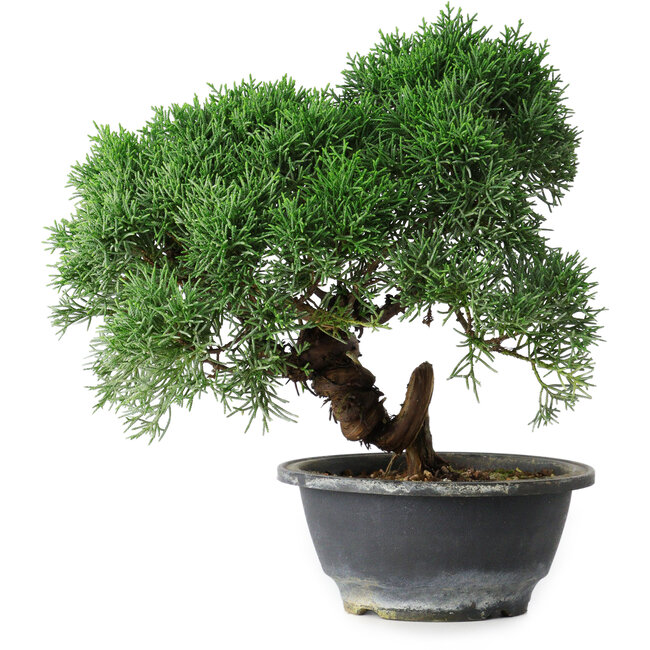 Juniperus chinensis Kishu, 23 cm, ± 15 ans