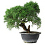 Juniperus chinensis Kishu, 23 cm, ± 15 ans