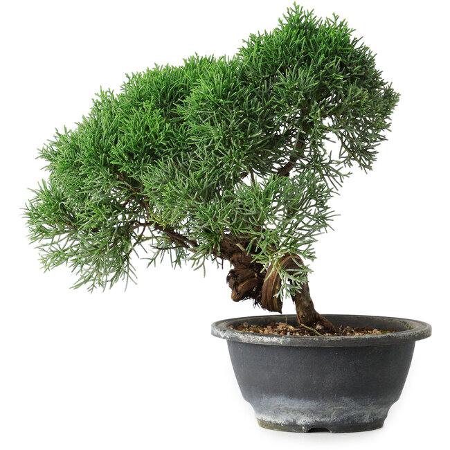 Juniperus chinensis Kishu, 23 cm, ± 15 years old