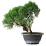 Juniperus chinensis Kishu, 23 cm, ± 15 ans