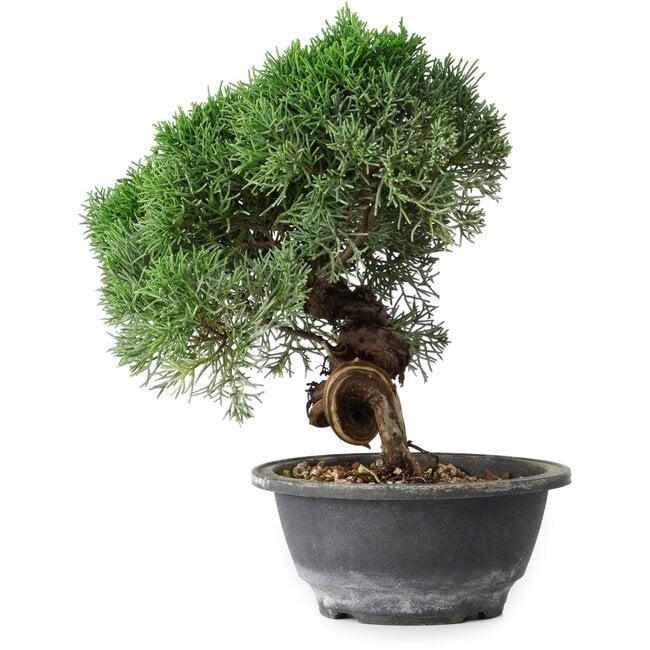 Juniperus chinensis Kishu, 23 cm, ± 15 years old