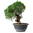 Juniperus chinensis Kishu, 23 cm, ± 15 ans