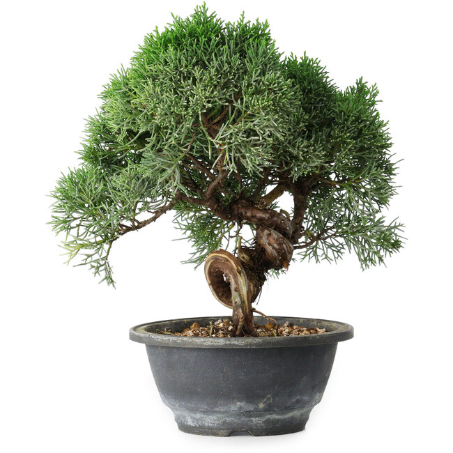 Juniperus chinensis Kishu, 23 cm, ± 15 anni