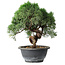 Juniperus chinensis Kishu, 23 cm, ± 15 ans