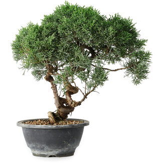 Juniperus chinensis Kishu, 24,5 cm, ± 15 ans