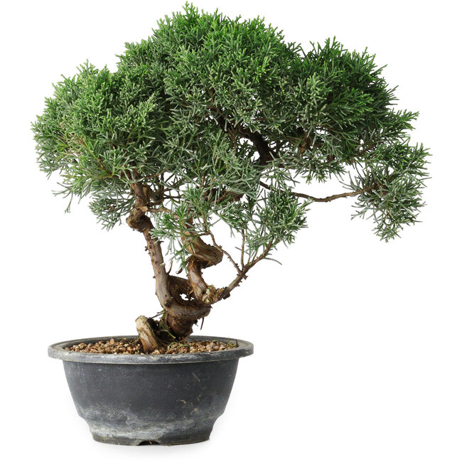 Juniperus chinensis Kishu, 24,5 cm, ± 15 Jahre alt