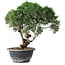 Juniperus chinensis Kishu, 24,5 cm, ± 15 anni