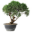 Juniperus chinensis Kishu, 24,5 cm, ± 15 Jahre alt
