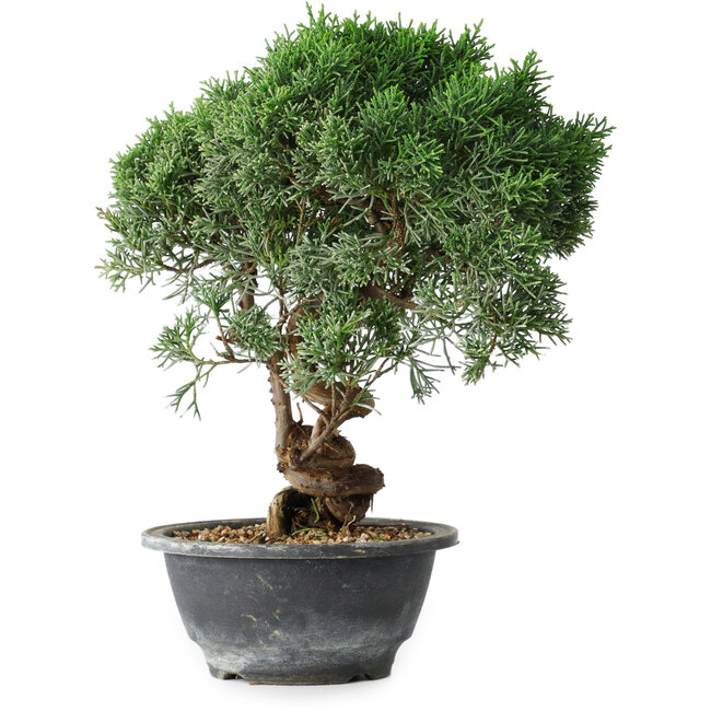 Juniperus chinensis Kishu, 24,5 cm, ± 15 Jahre alt