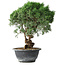 Juniperus chinensis Kishu, 24,5 cm, ± 15 Jahre alt