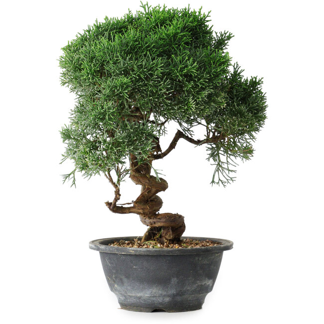 Juniperus chinensis Kishu, 24,5 cm, ± 15 Jahre alt