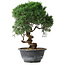 Juniperus chinensis Kishu, 24,5 cm, ± 15 years old