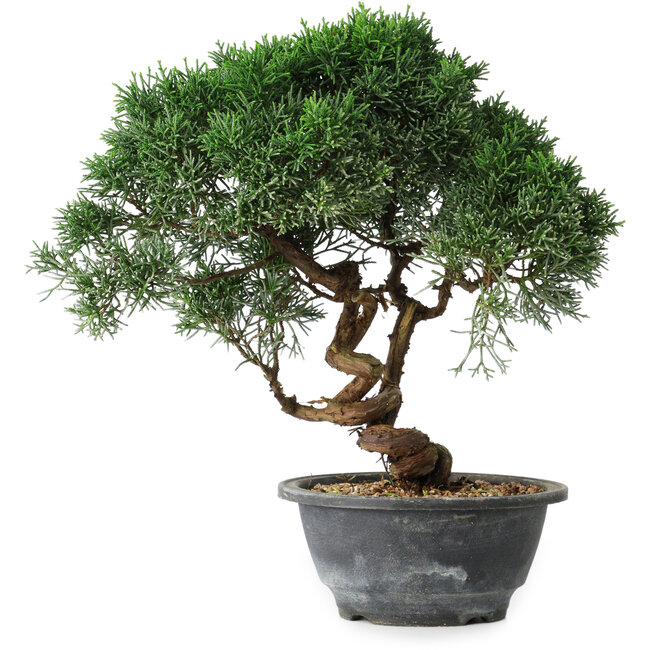 Juniperus chinensis Kishu, 24,5 cm, ± 15 jaar oud