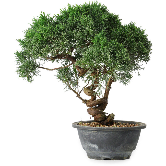 Juniperus chinensis Kishu, 24,5 cm, ± 15 Jahre alt