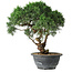 Juniperus chinensis Kishu, 24,5 cm, ± 15 Jahre alt